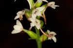 Small green wood orchid